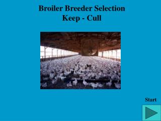 Broiler Breeder Selection Keep - Cull