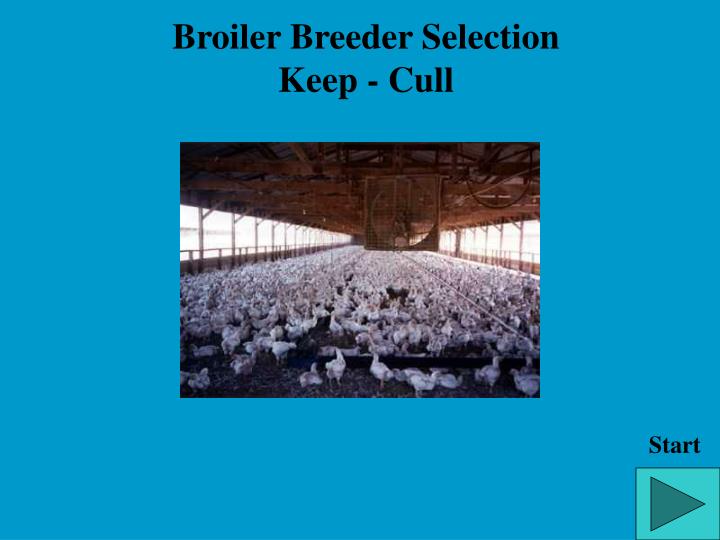 broiler breeder selection keep cull
