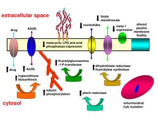 cytosol