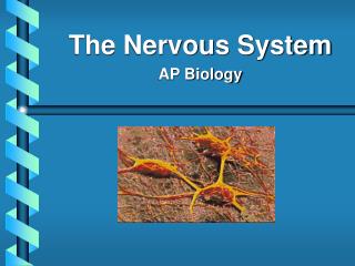 The Nervous System AP Biology