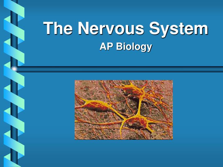 the nervous system ap biology