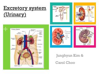 Excretory system (Urinary)