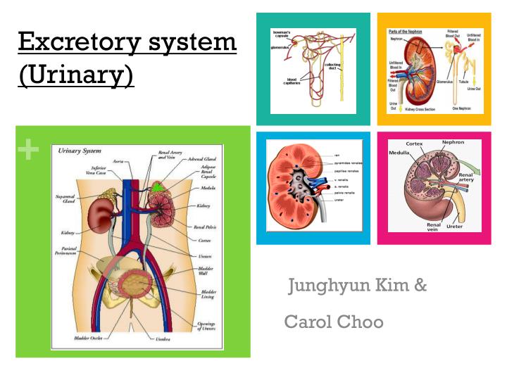 excretory system urinary