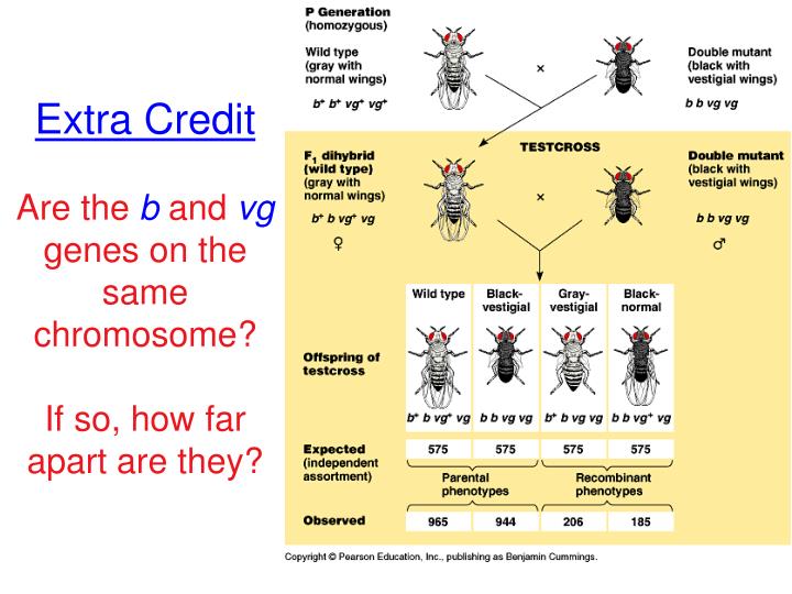 extra credit are the b and vg genes on the same chromosome if so how far apart are they