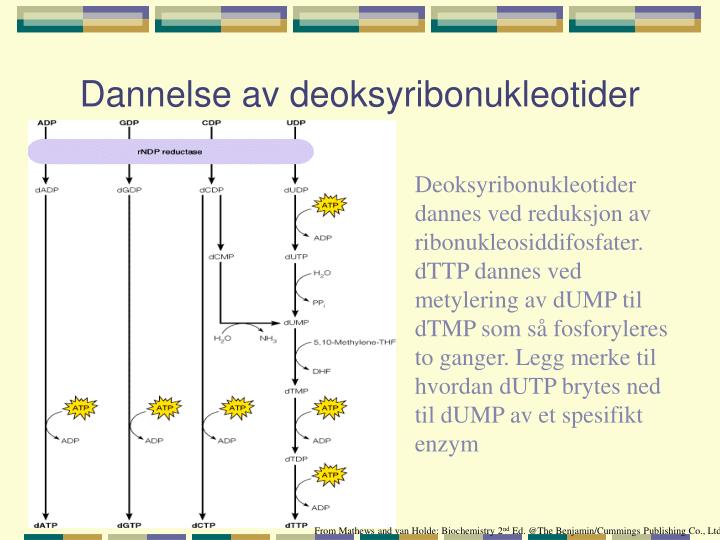 dannelse av deoksyribonukleotider