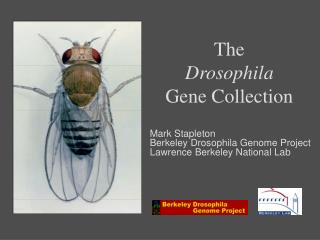 The Drosophila Gene Collection