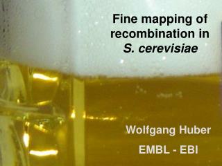 Fine mapping of recombination in S. cerevisiae