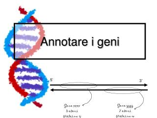 annotare i geni