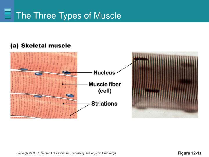 the three types of muscle