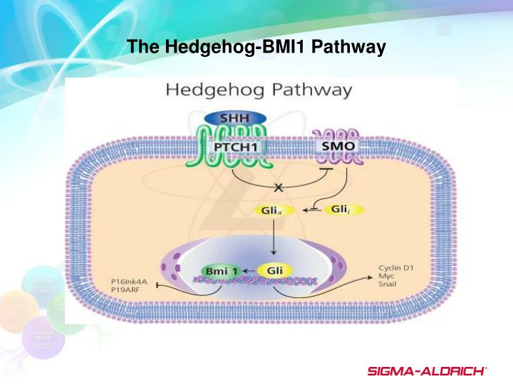 the hedgehog bmi1 pathway