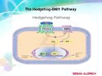 The Hedgehog-BMI1 Pathway - slide 1