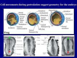Cell movements during gastrulation suggest geometry for the embryo