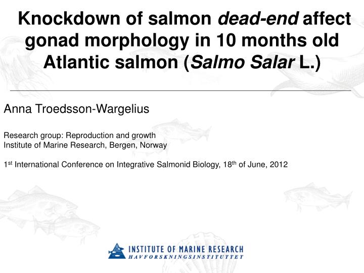 knockdown of salmon dead end affect gonad morphology in 10 months old atlantic salmon salmo salar l