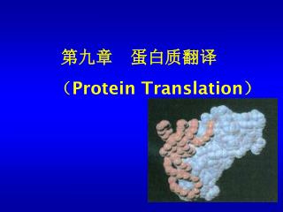 ??? ????? ? Protein Translation ?
