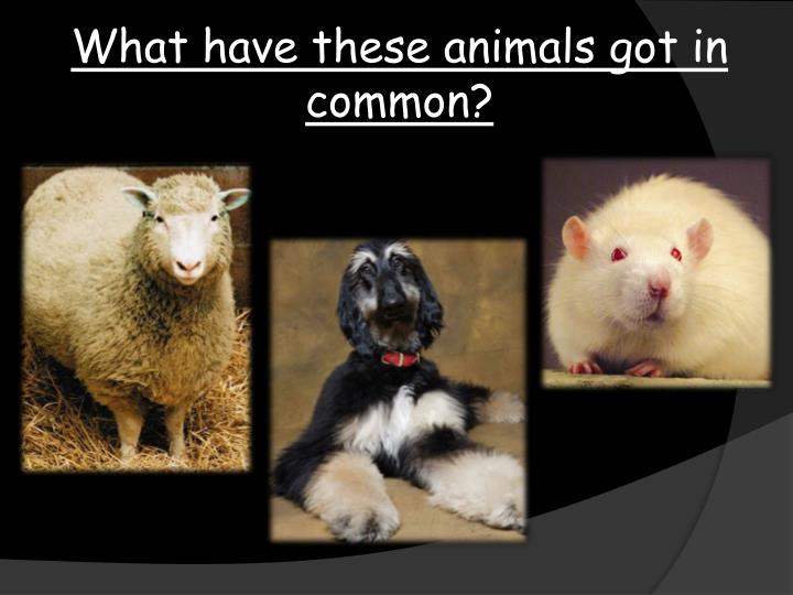 what have these animals got in common