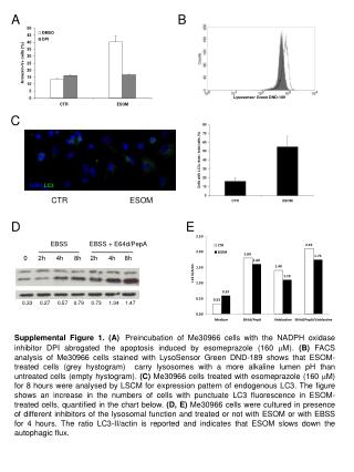 DAPI LC3