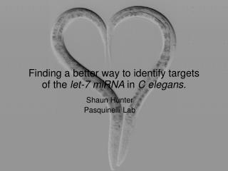 Finding a better way to identify targets of the let-7 miRNA in C elegans.