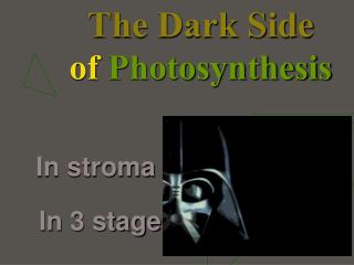 The Dark Side of Photosynthesis