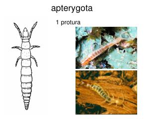 apterygota