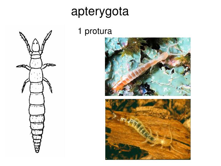 apterygota