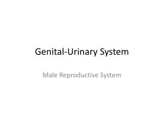 genital urinary system