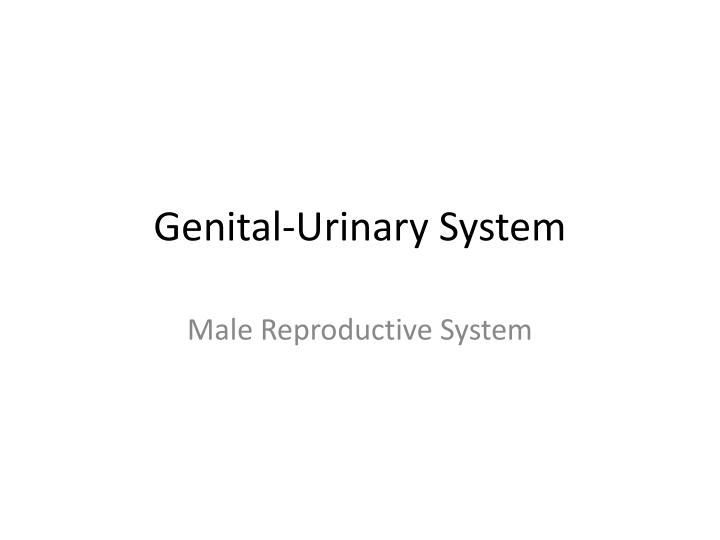 genital urinary system