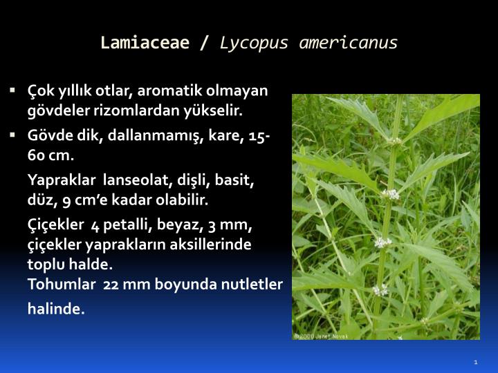 lamiaceae lycopus americanus