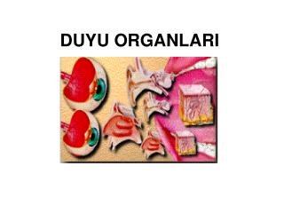 duyu organlari