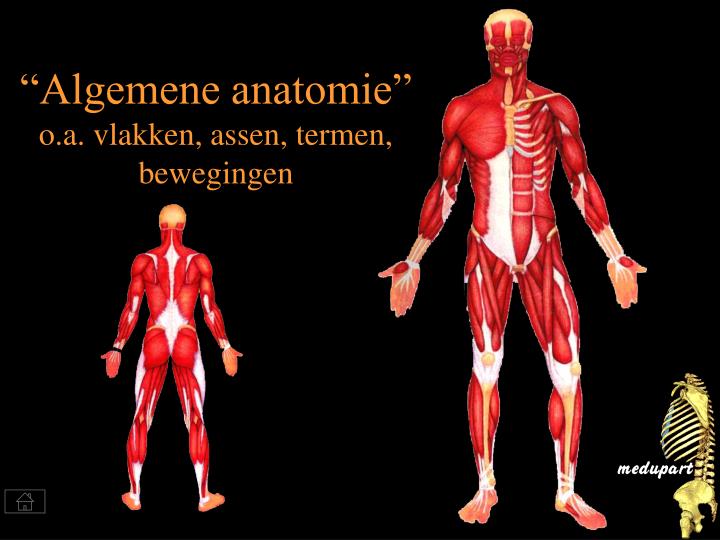 algemene anatomie o a vlakken assen termen bewegingen