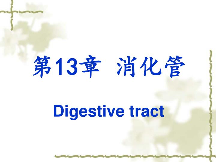 13 digestive tract