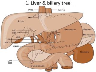 1. Liver &amp; biliary tree