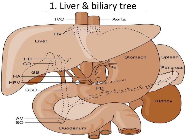 1 liver biliary tree