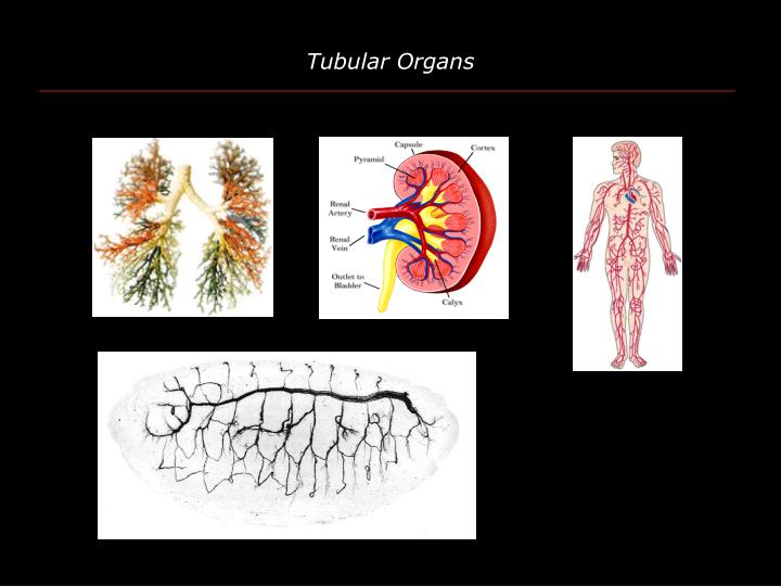 tubular organs