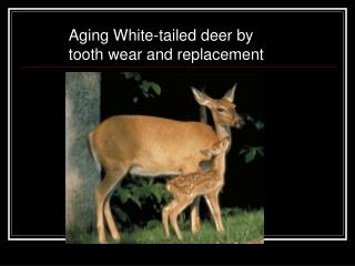 Aging White-tailed deer by tooth wear and replacement