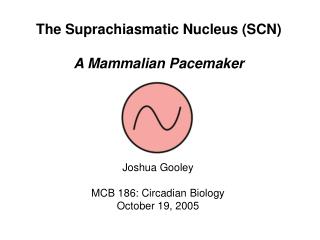 The Suprachiasmatic Nucleus (SCN) A Mammalian Pacemaker