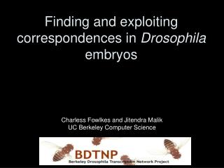 Finding and exploiting correspondences in Drosophila embryos