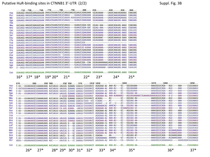 putative hur binding sites in ctnnb1 3 utr 2 2 suppl fig 3b
