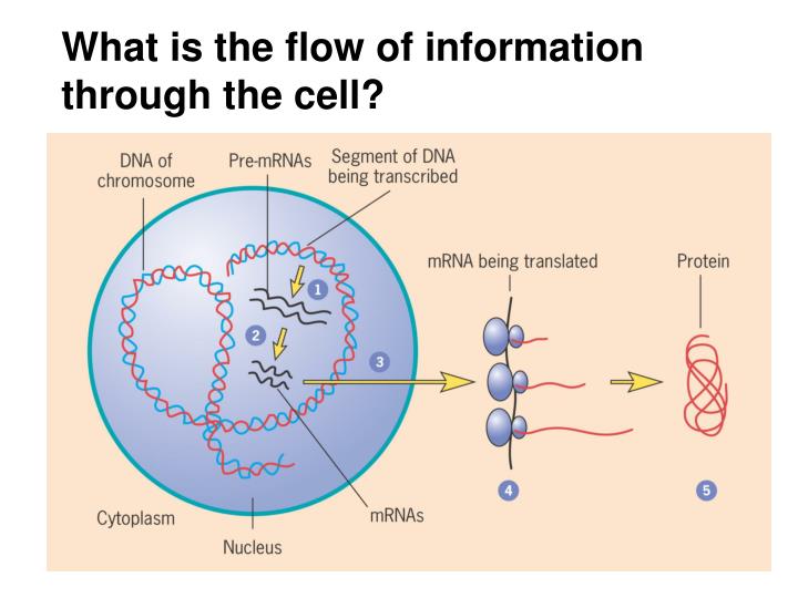 what is the flow of information through the cell