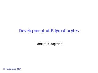 Development of B lymphocytes