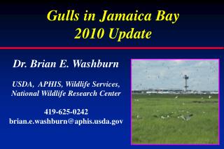Gulls in Jamaica Bay 2010 Update