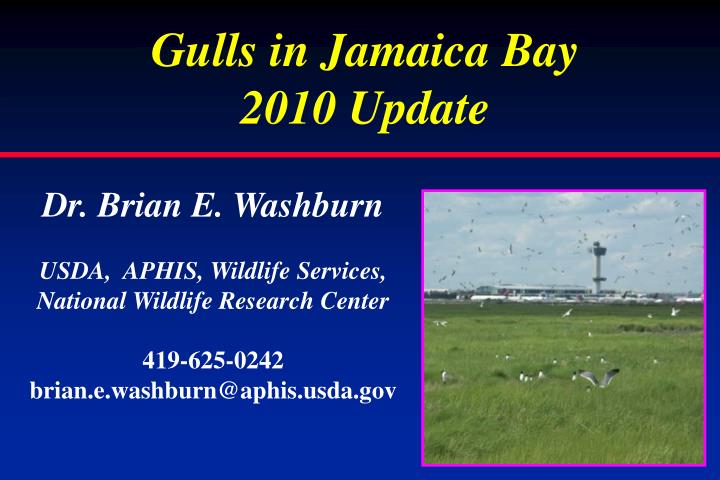 gulls in jamaica bay 2010 update