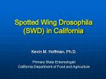 Spotted Wing Drosophila (SWD) in California - slide 1
