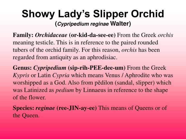 showy lady s slipper orchid cypripedium reginae walter