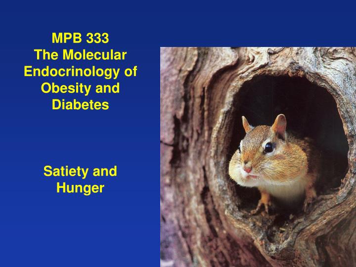 mpb 333 the molecular endocrinology of obesity and diabetes satiety and hunger