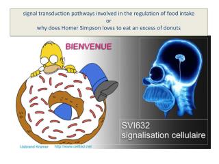 Regulation of food intake ; a complex circuitry between different areas of the brain