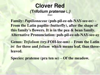 Clover Red (Trifolium pratense L. ) Alien