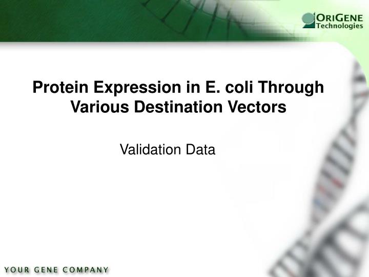 protein expression in e coli through various destination vectors
