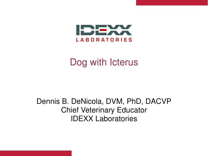 dog with icterus