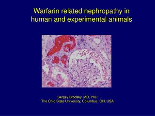 Warfarin related nephropathy in human and experimental animals