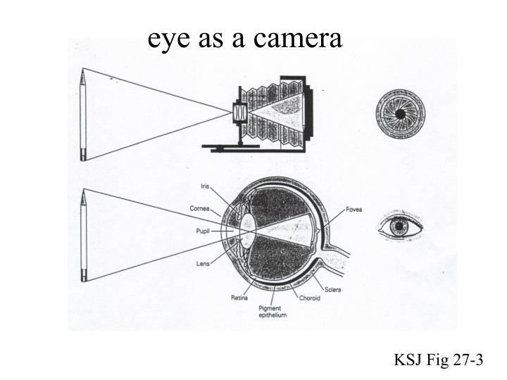 eye as a camera